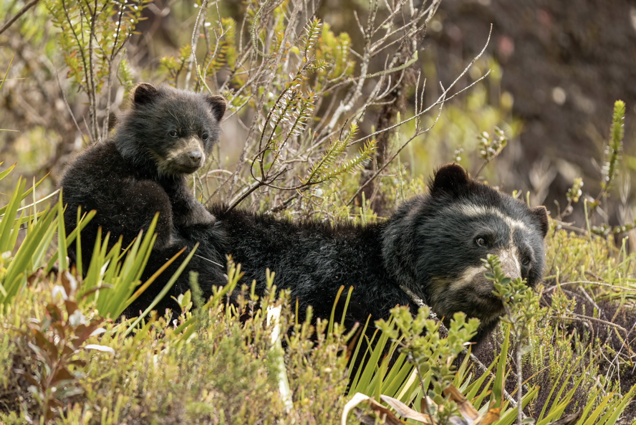 Sebastián Di Doménico: un lente para la biodiversidad colombiana